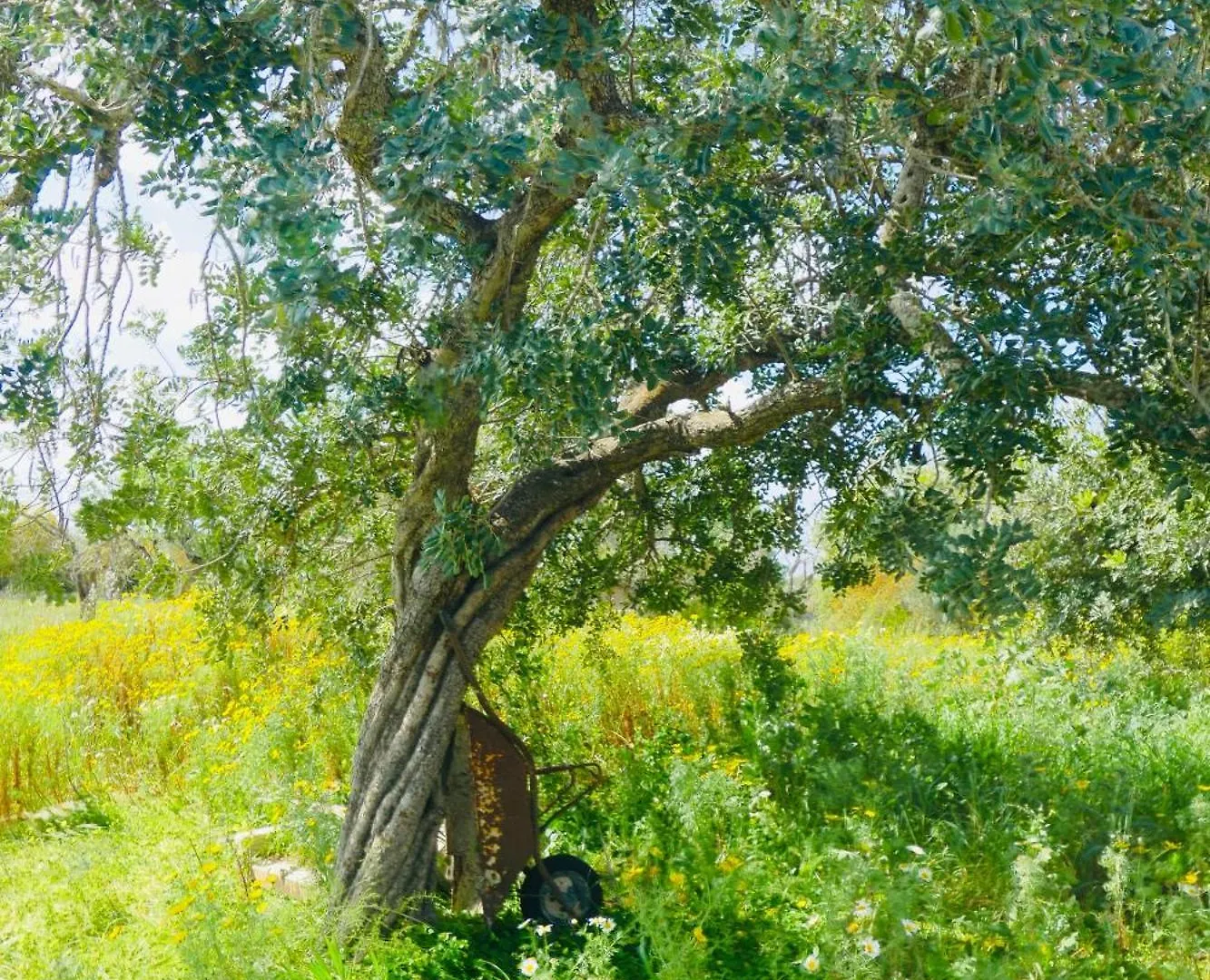 Villa Finca Can Alba Llucmajor