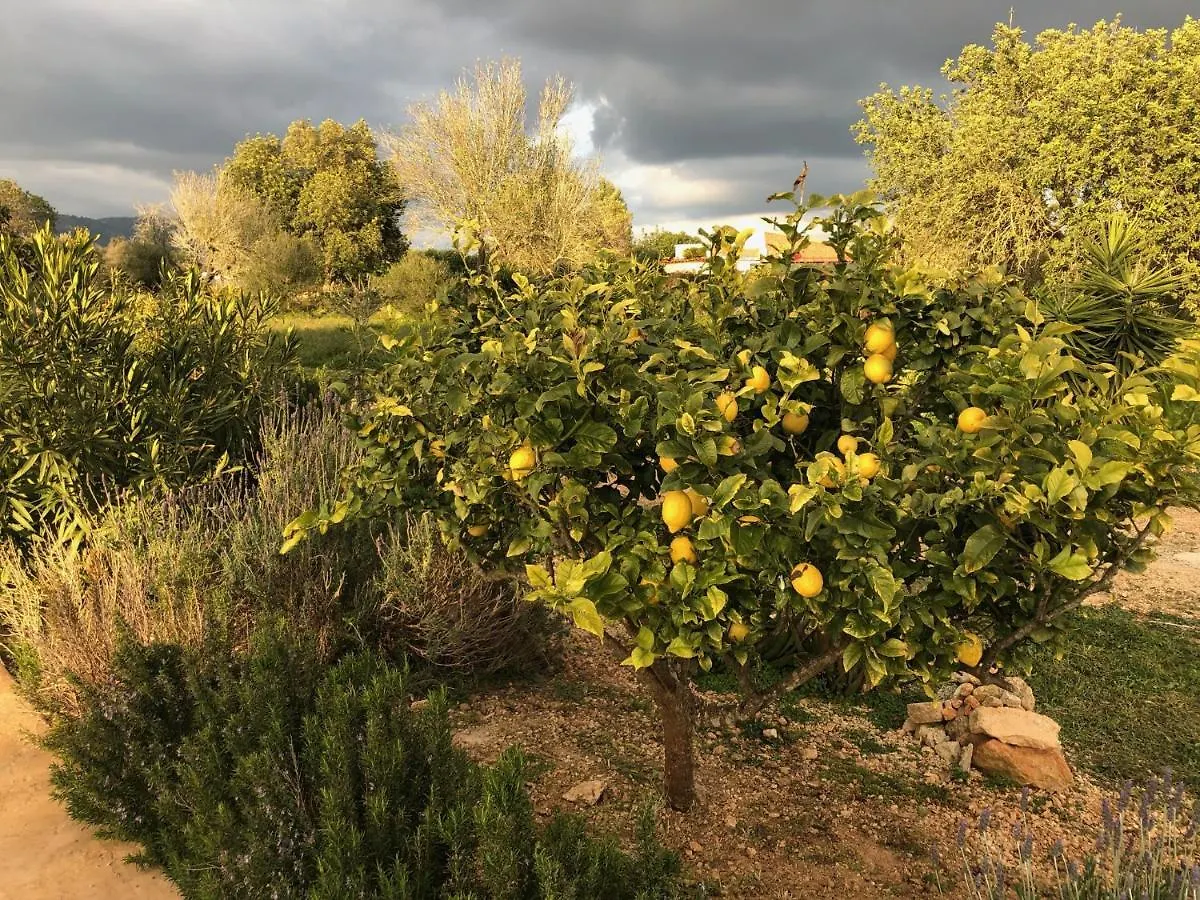 Villa Finca Can Alba Llucmajor